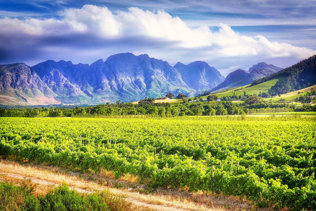 Pinotage er Sør-Afrikas uslepne diamant