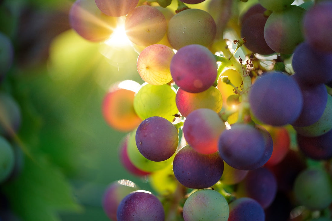 Pinot Noir - en perfekt gentleman!