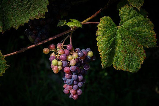 Digitale vinkurs Italia - Toscana og Piemonte